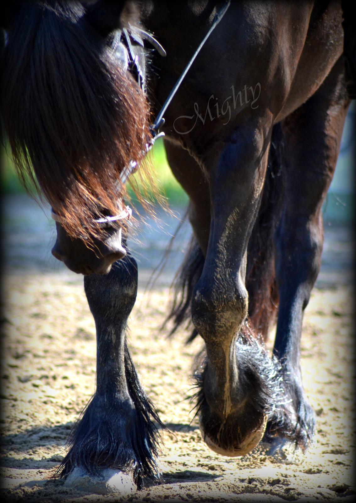 Fell pony Brackenbank Spencer billede 7