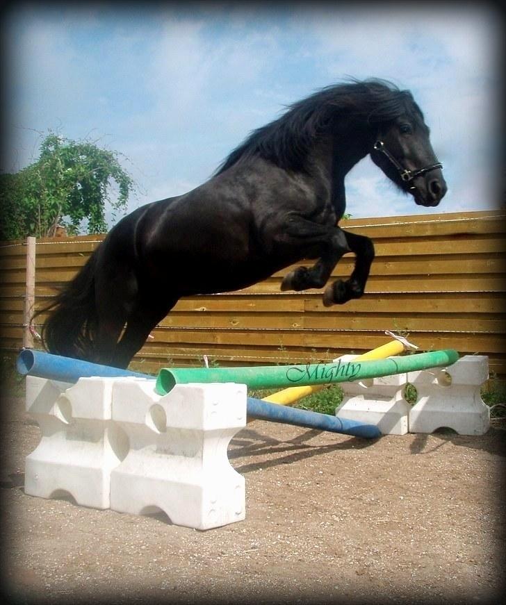 Fell pony Brackenbank Spencer billede 2