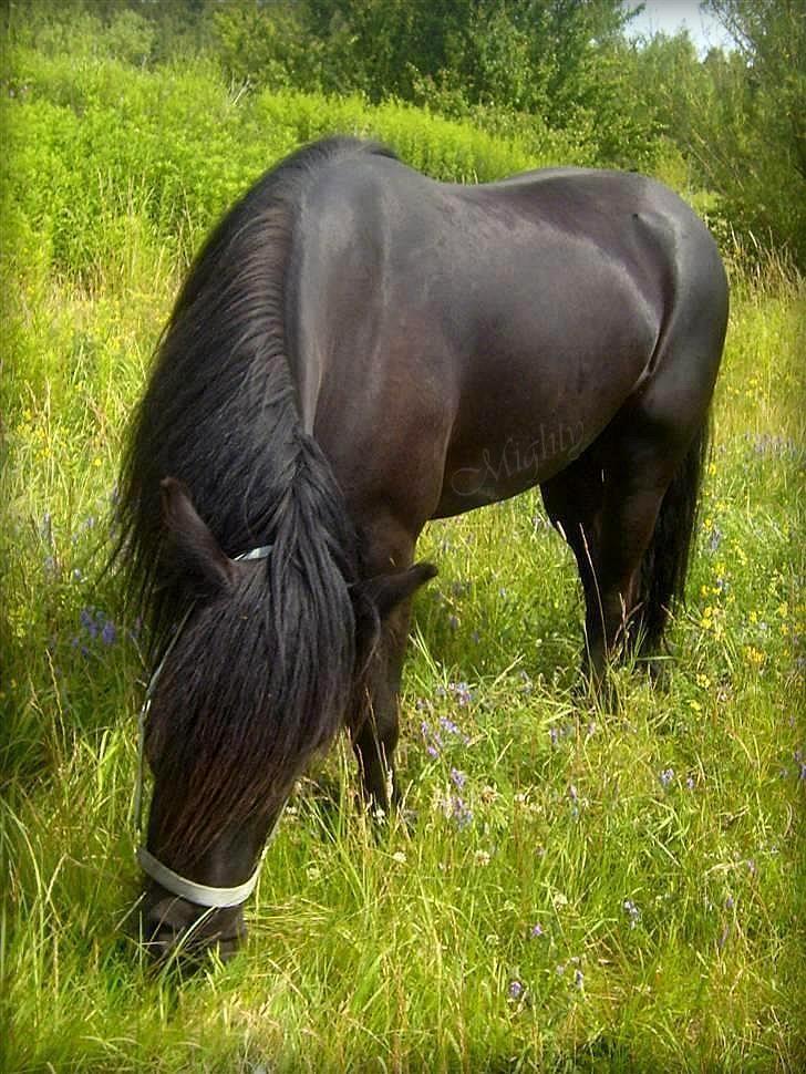 Fell pony Brackenbank Spencer billede 3