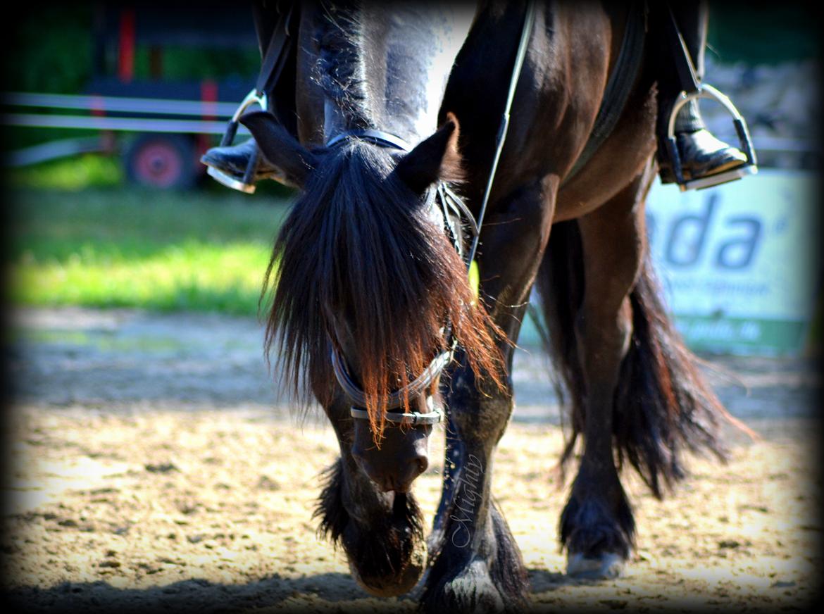 Fell pony Brackenbank Spencer billede 1