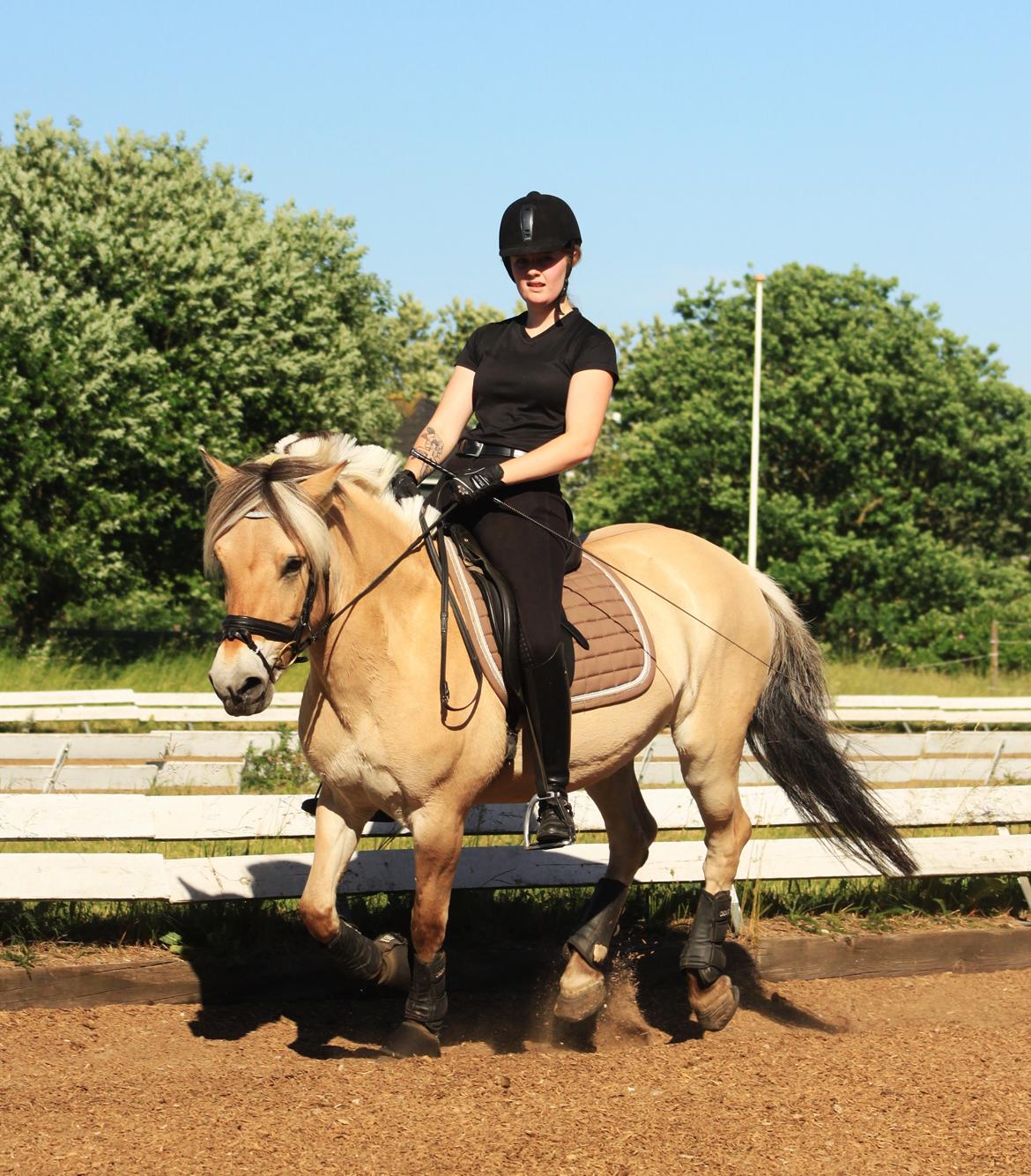 Fjordhest Estel Tidselbjerg billede 9