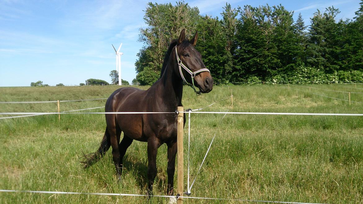 Oldenborg Akeem <3 billede 5