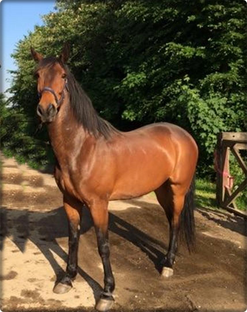 Traver Oasis Simoni - Nu har jeg haft ham i  7 månder og han bliver 10 år i dag  billede 1