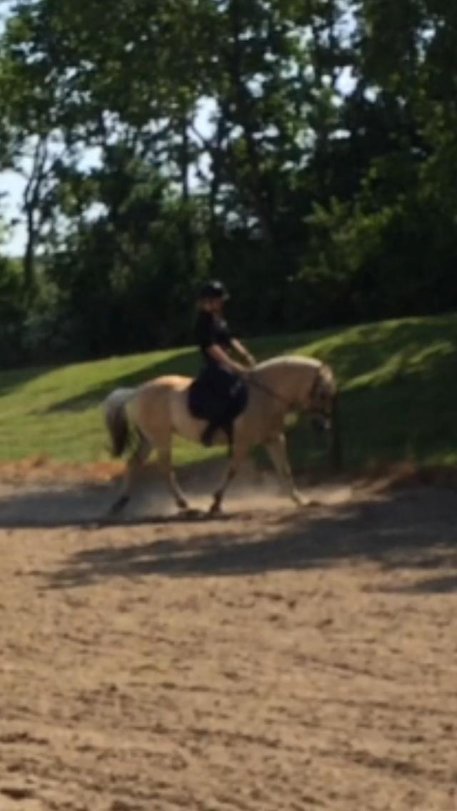 Fjordhest Mia HR billede 17