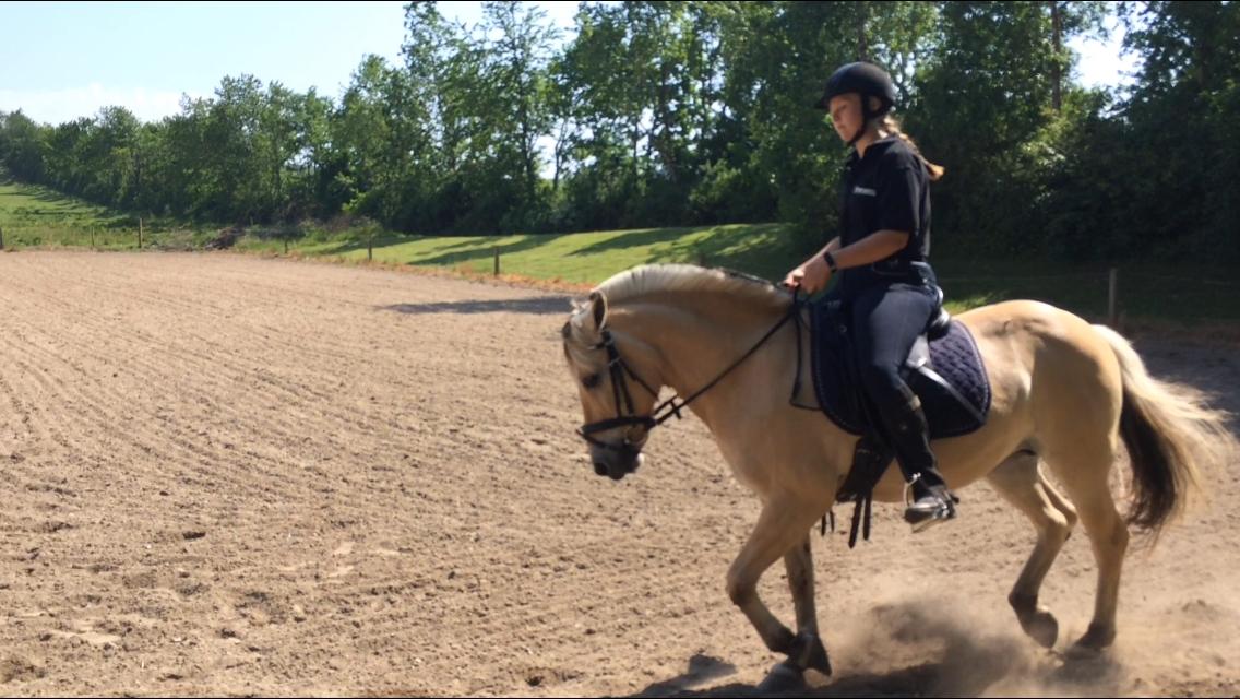 Fjordhest Mia HR billede 18