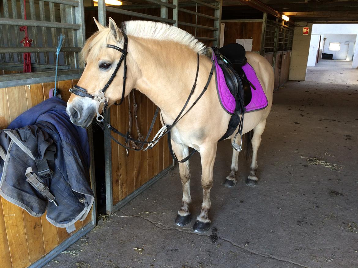 Fjordhest Mia HR billede 19