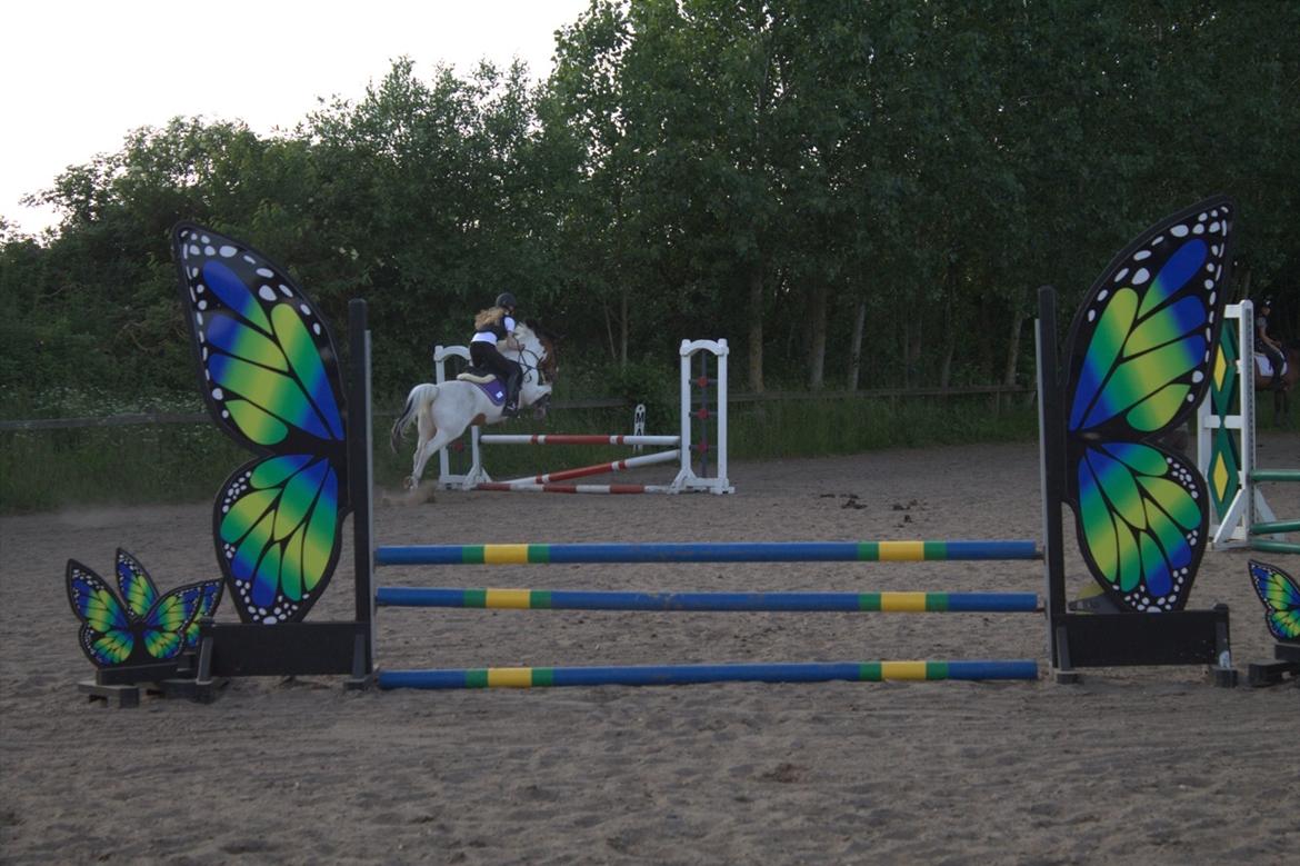 Anden særlig race Strit billede 17