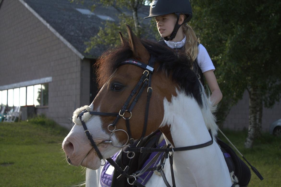 Anden særlig race Strit billede 9