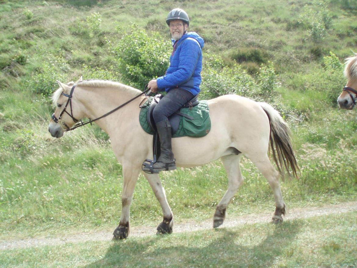 Fjordhest Vrå nikita - en glad rytter og hest 10 Juni 2016 billede 43