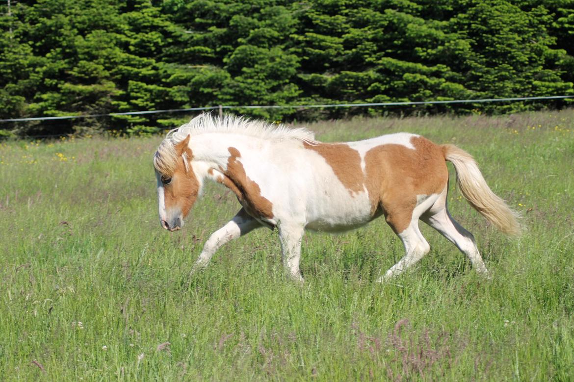 Islænder Flugandi fra Præstegården billede 12
