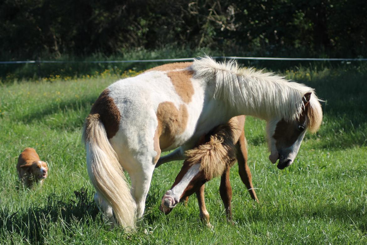 Islænder Flugandi fra Præstegården billede 5