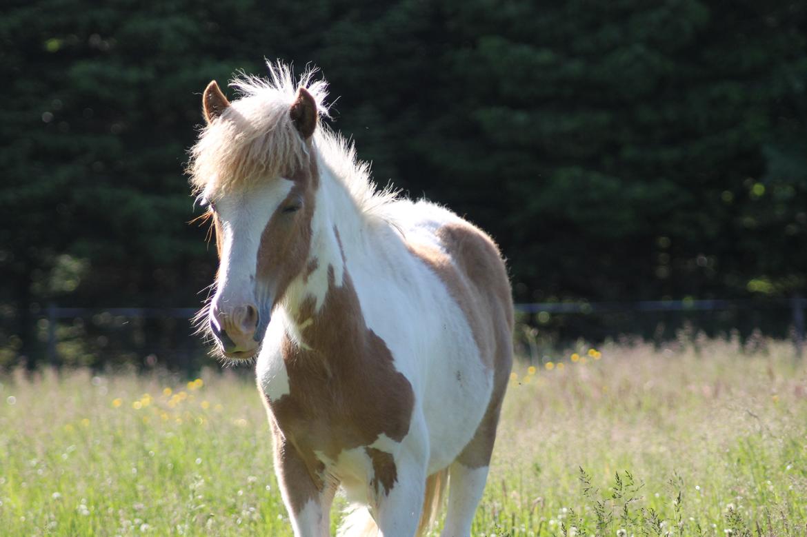 Islænder Flugandi fra Præstegården billede 14