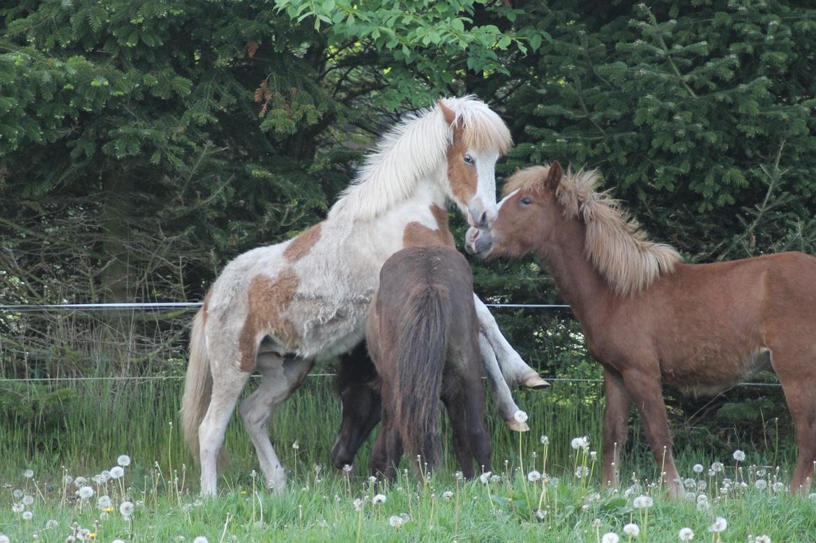 Islænder Flugandi fra Præstegården billede 17
