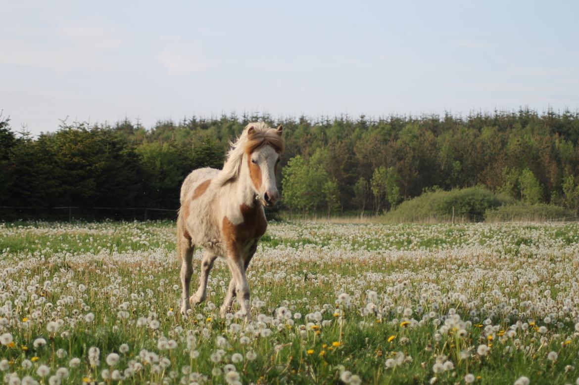 Islænder Flugandi fra Præstegården billede 3