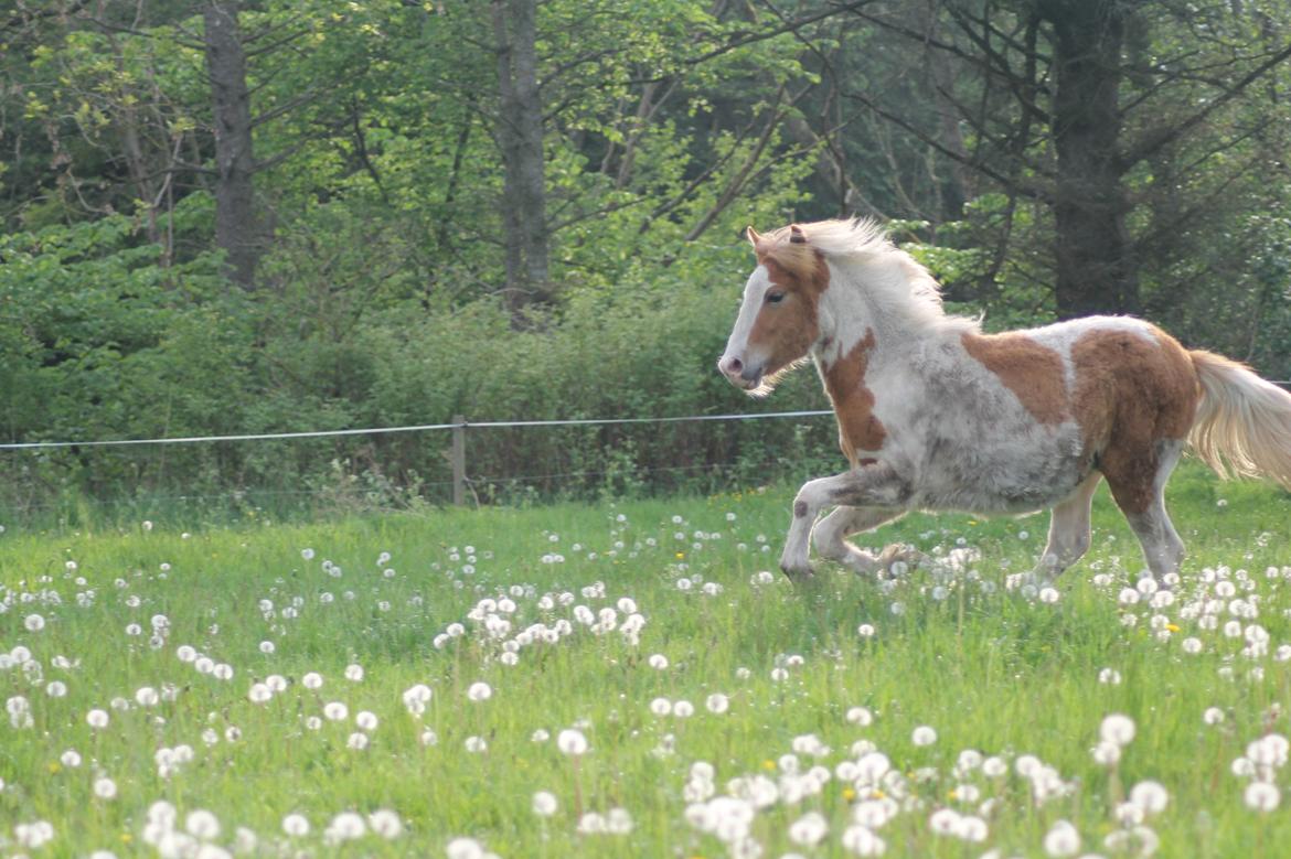 Islænder Flugandi fra Præstegården billede 9