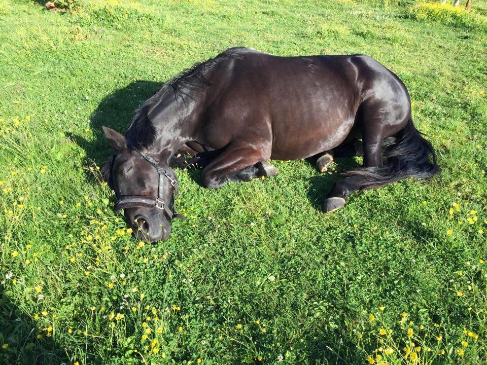 Anden særlig race BLACKIE - 10-06-16 Elskede pony billede 2