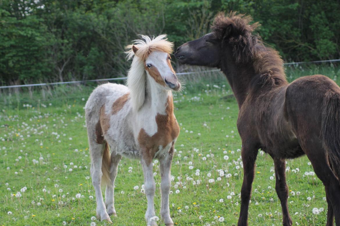 Islænder Flugandi fra Præstegården billede 15