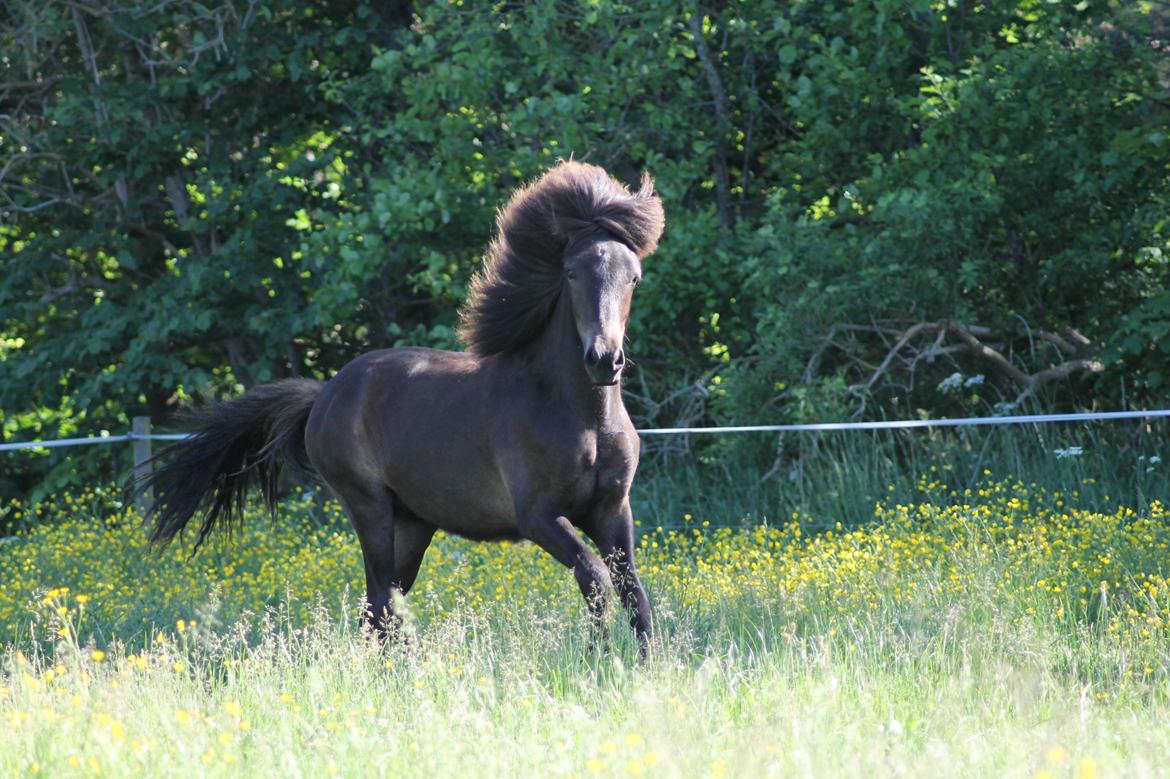 Islænder Eflir fra Vang billede 2