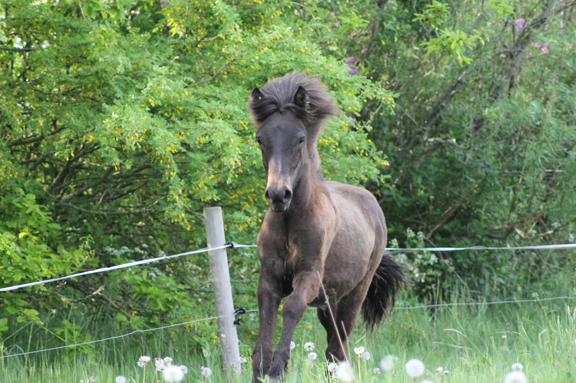 Islænder Eflir fra Vang billede 10