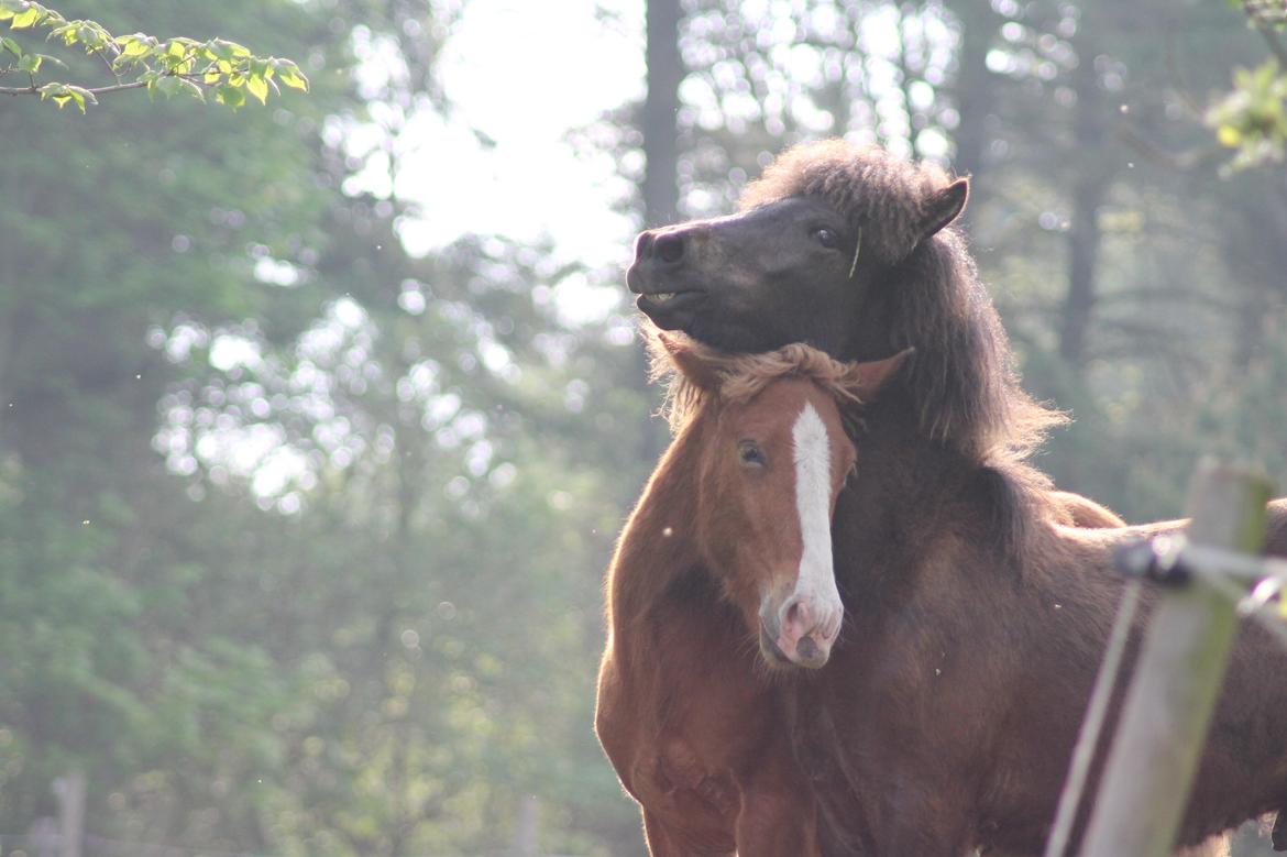Islænder Eflir fra Vang billede 7