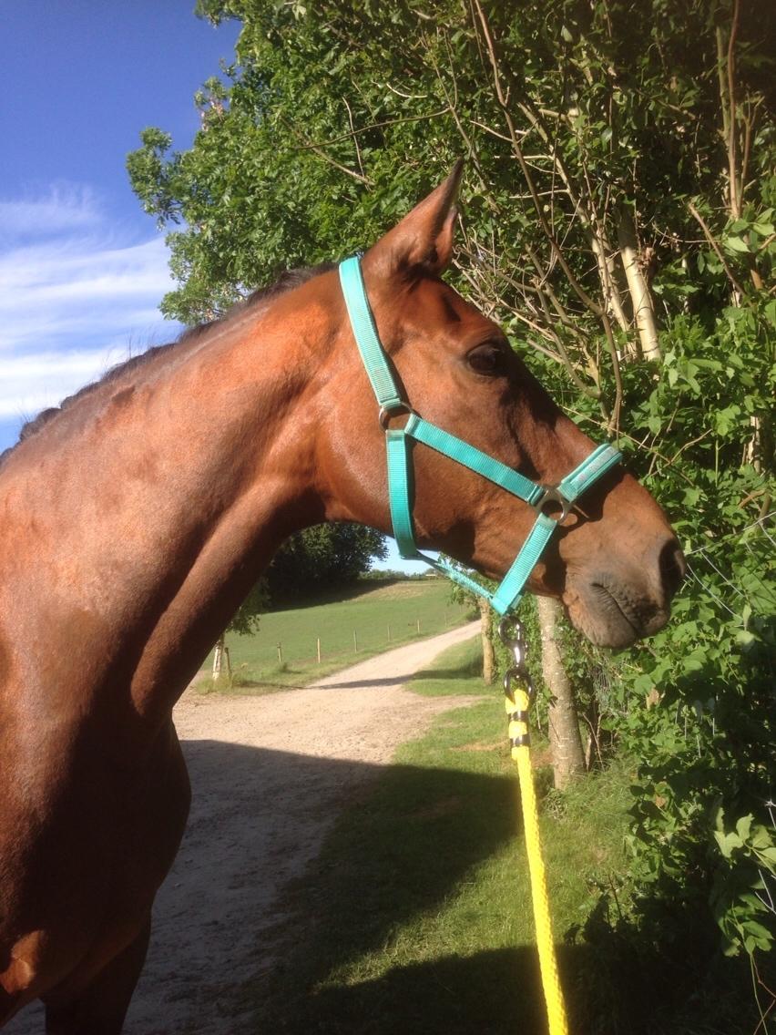 Hollandsk Varmblod Vuurpijl (Vega) billede 19