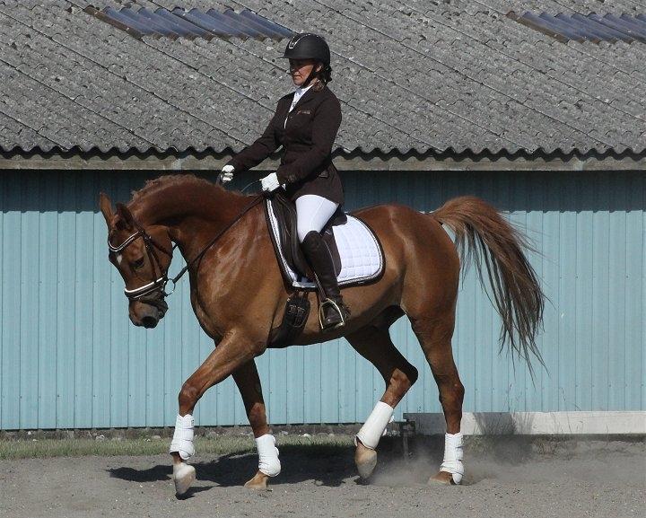 Anden særlig race Sweet Marquis (Tak for 2 fantastiske år) billede 15