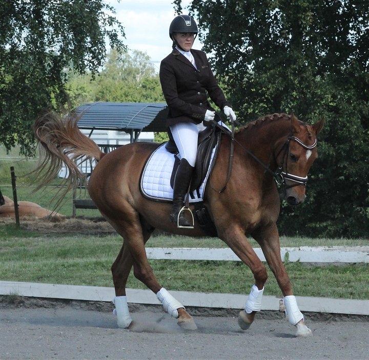 Anden særlig race Sweet Marquis (Tak for 2 fantastiske år) billede 16