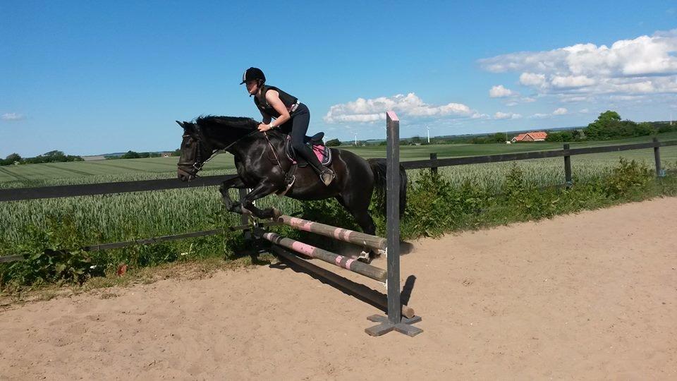 New Forest Elmholts Desiré - 11. juni 2016. 70 cm i fin stil. billede 7