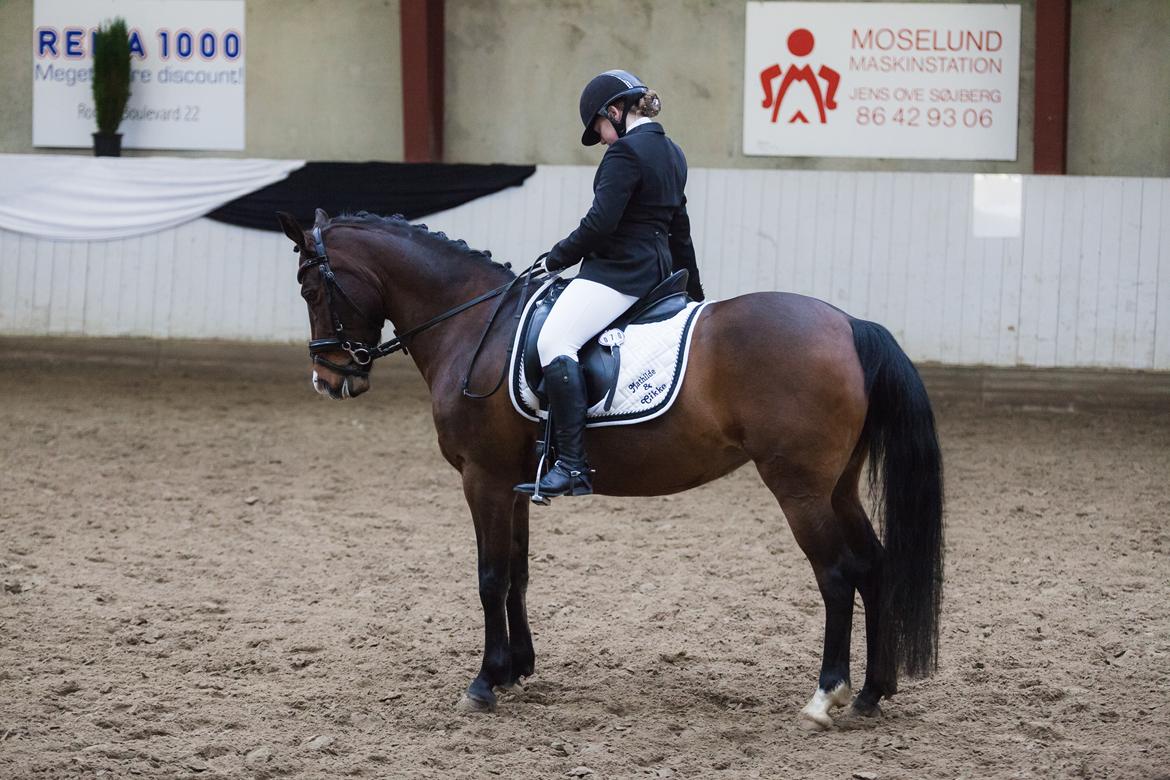 New Forest Cirkeline billede 1