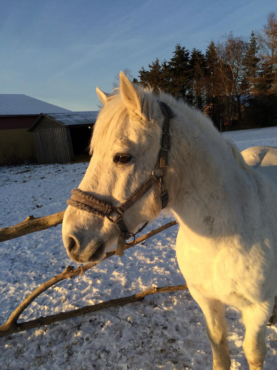 Connemara Elmelys Topgun billede 2