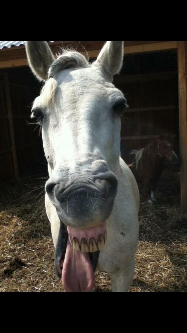 Connemara Elmelys Topgun billede 4