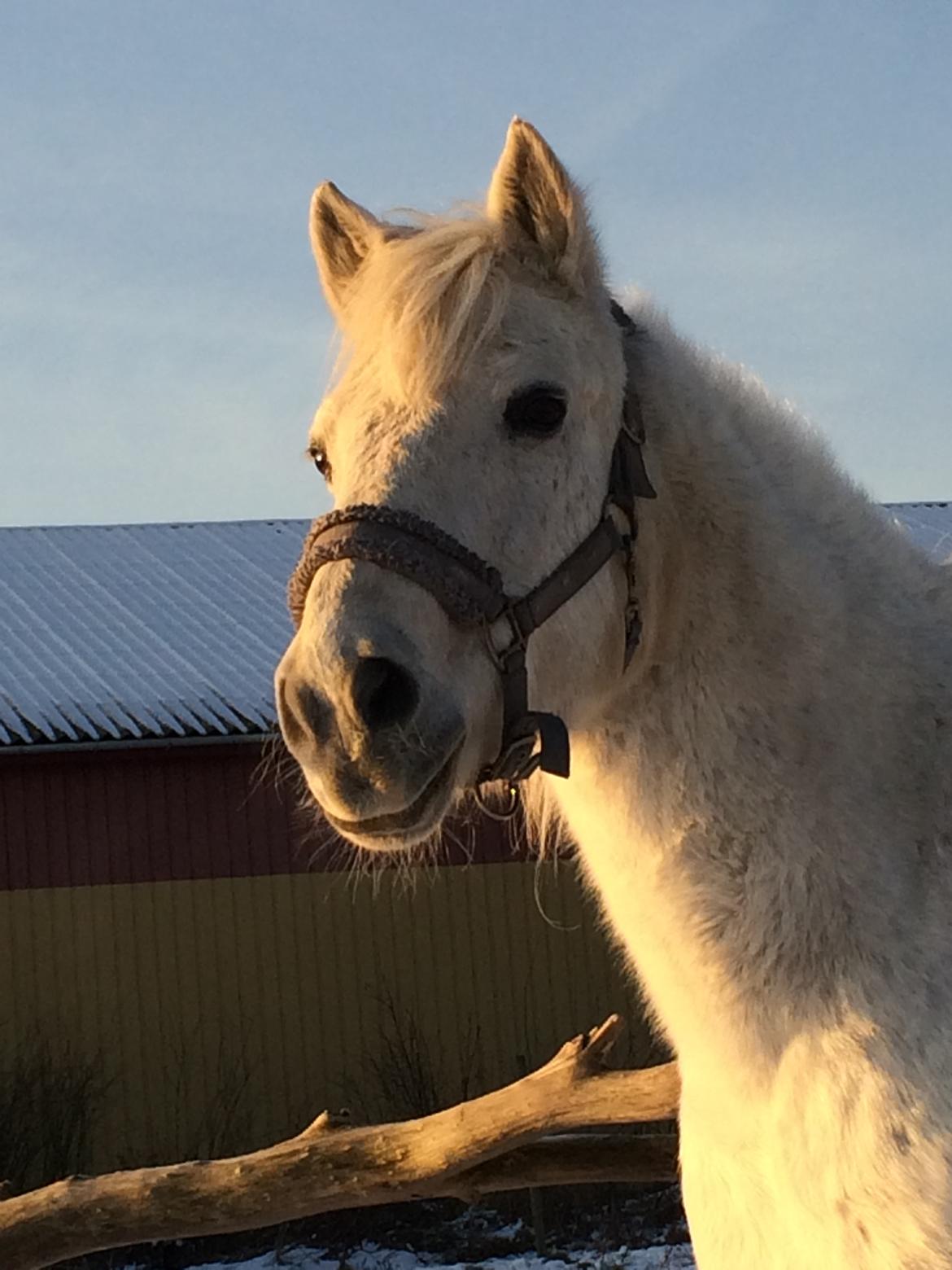 Connemara Elmelys Topgun billede 3