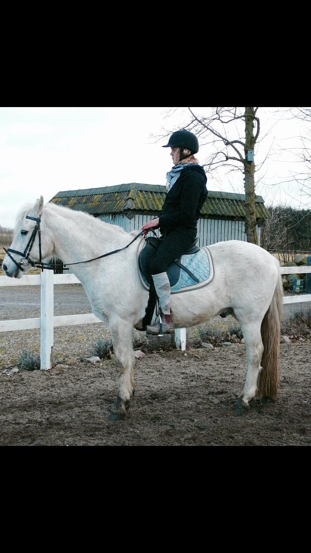 Connemara Elmelys Topgun billede 6