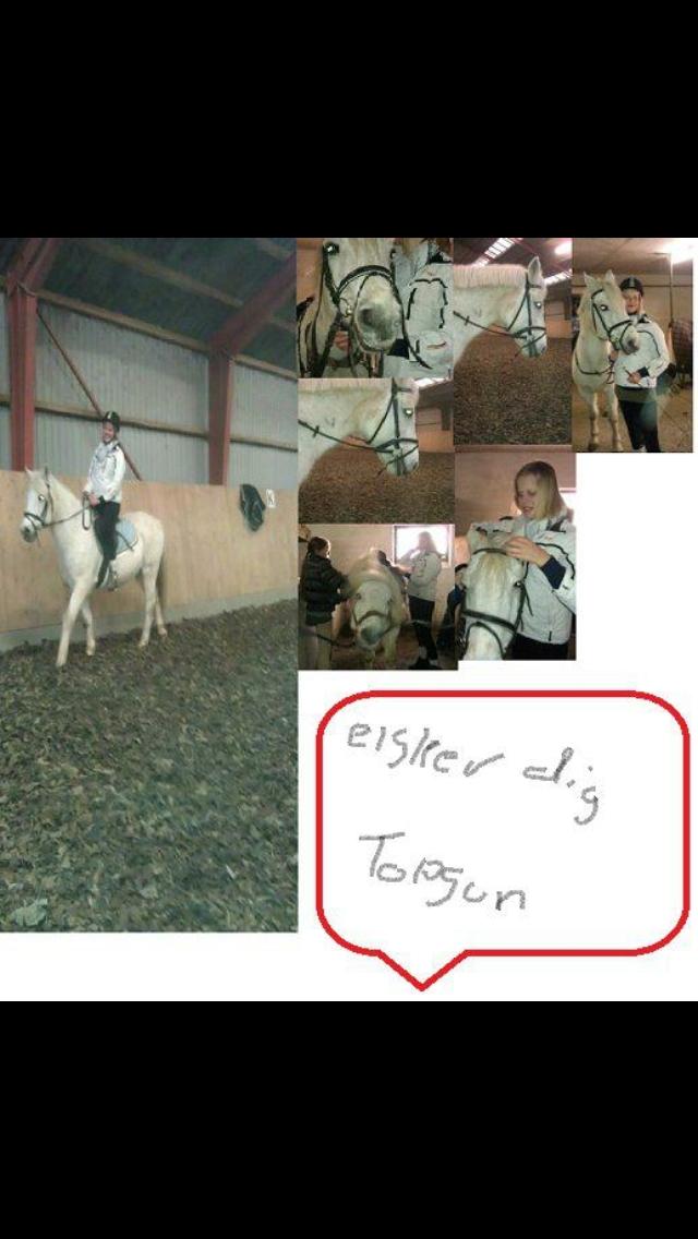 Connemara Elmelys Topgun billede 7