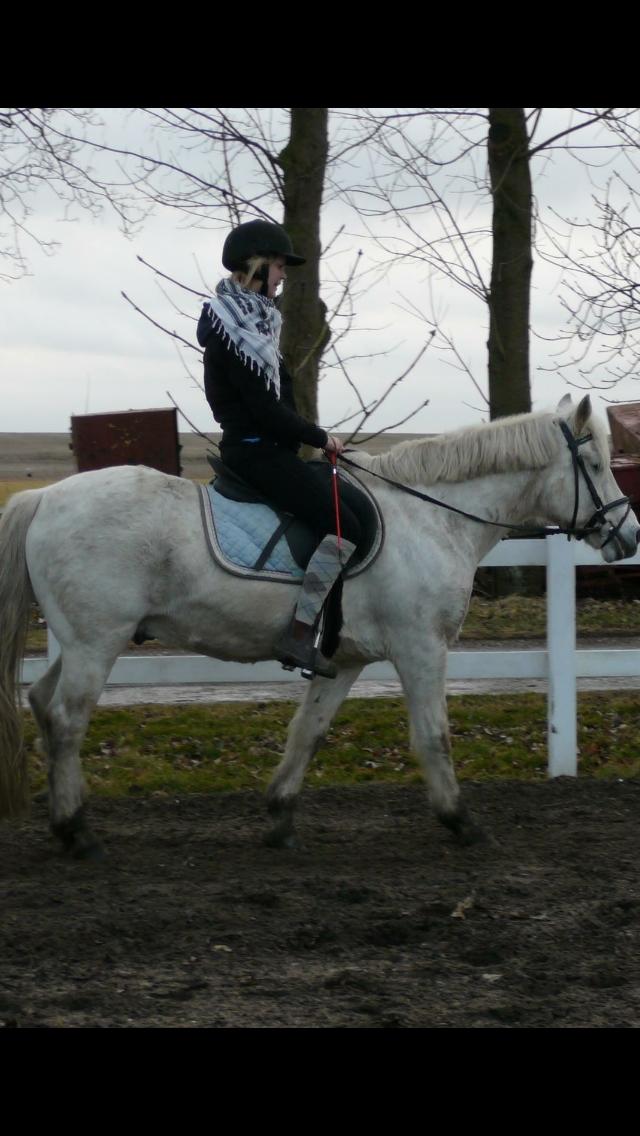 Connemara Elmelys Topgun billede 5