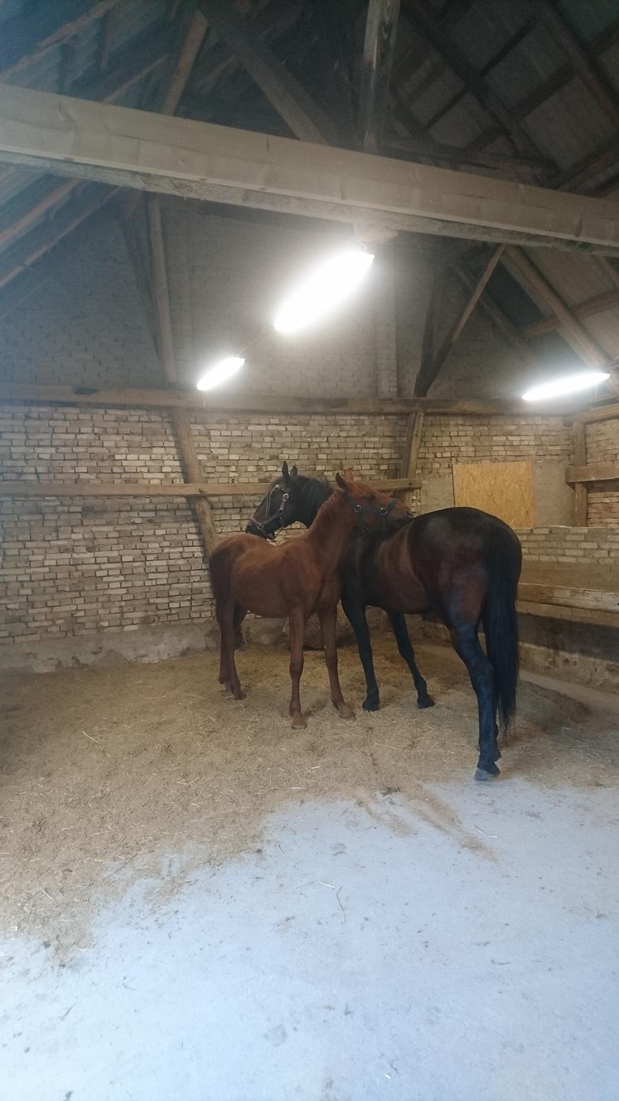 Frederiksborg TT's Vestergårds Rocky (SOLGT) billede 10