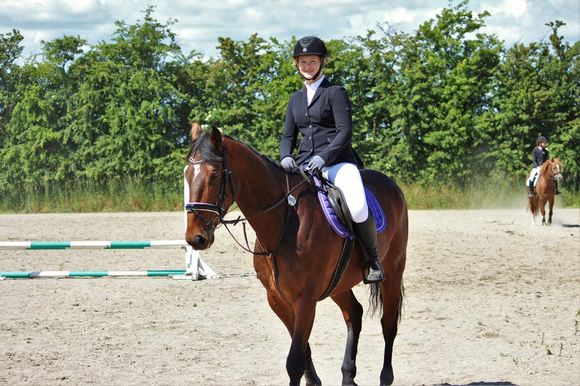 Irsk Sportshest Captain jack sparrow billede 7