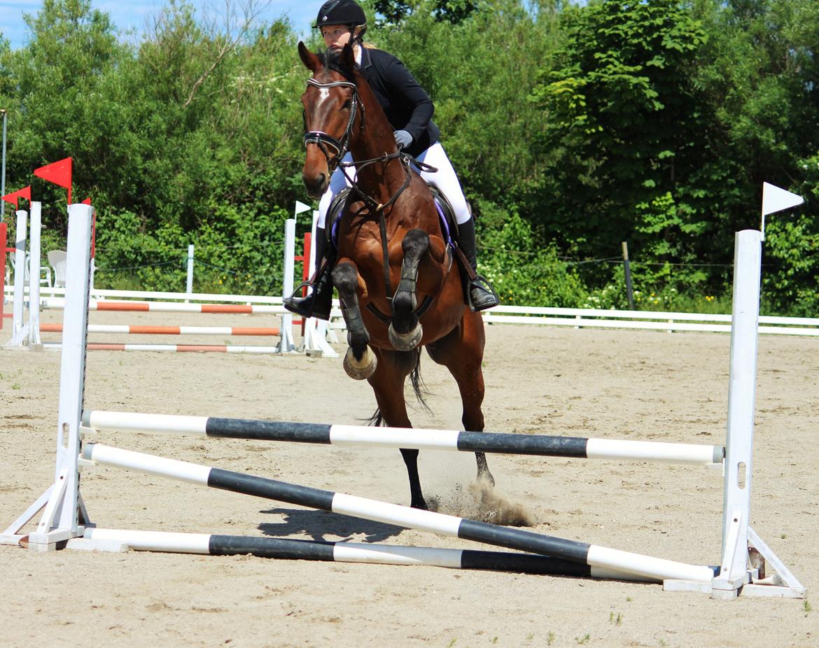 Irsk Sportshest Captain jack sparrow billede 6