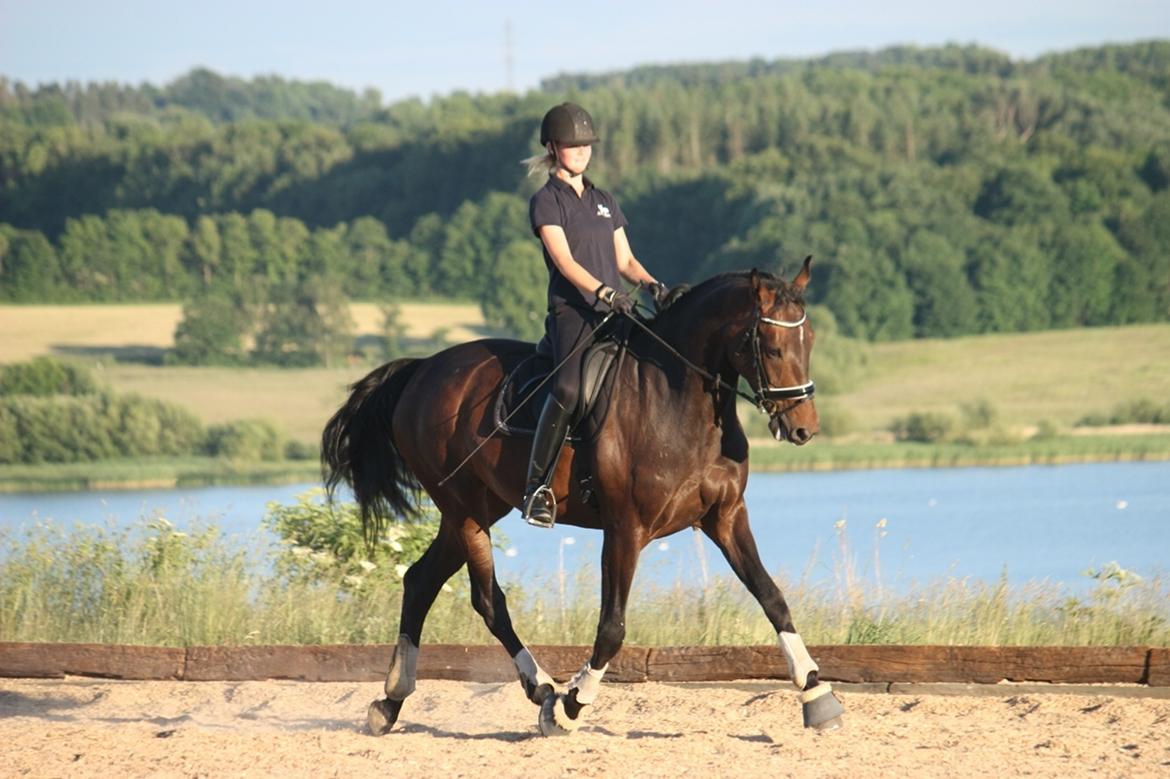 Dansk Varmblod Elversøes Chanel billede 10