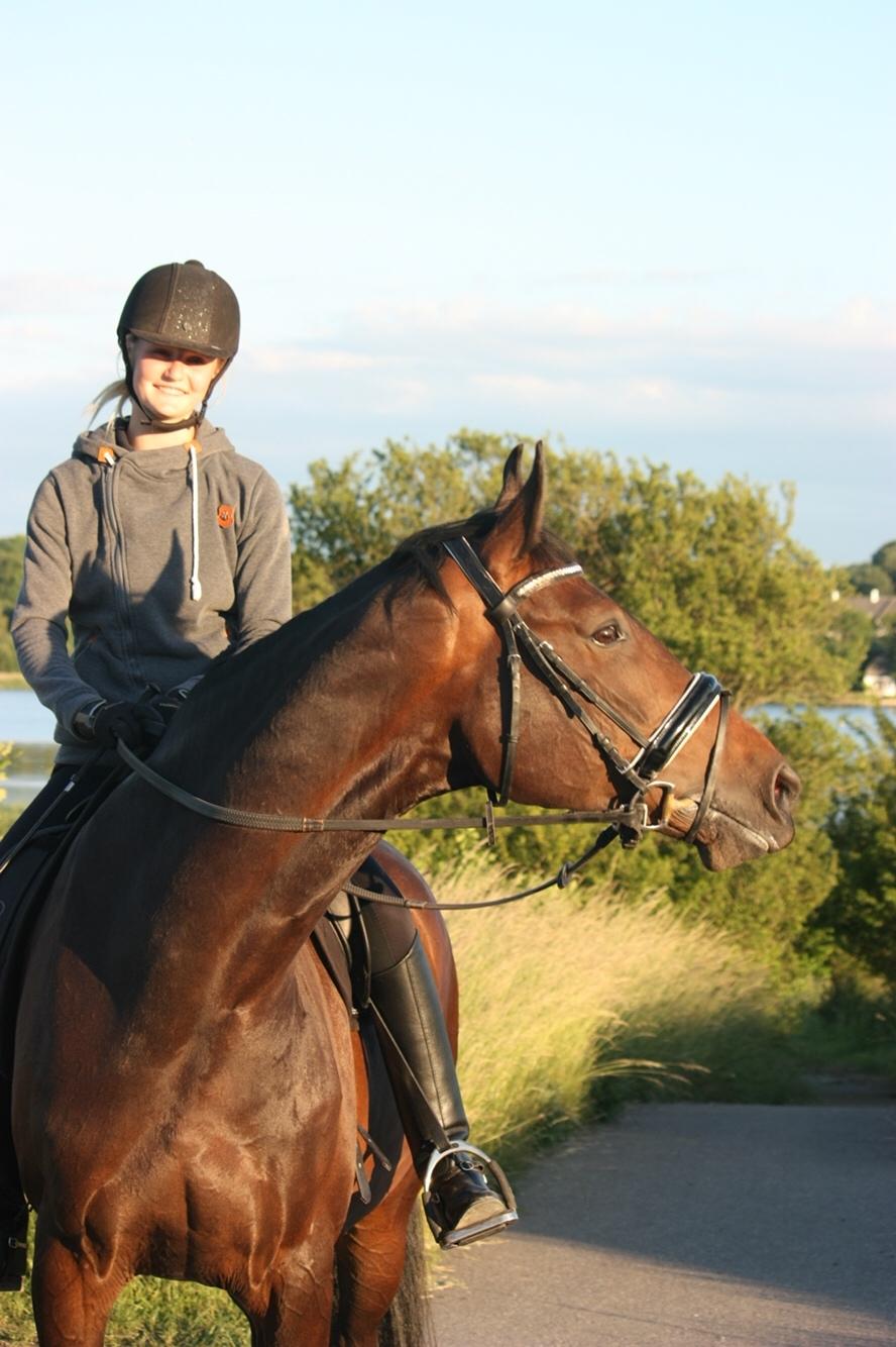Dansk Varmblod Elversøes Chanel billede 11