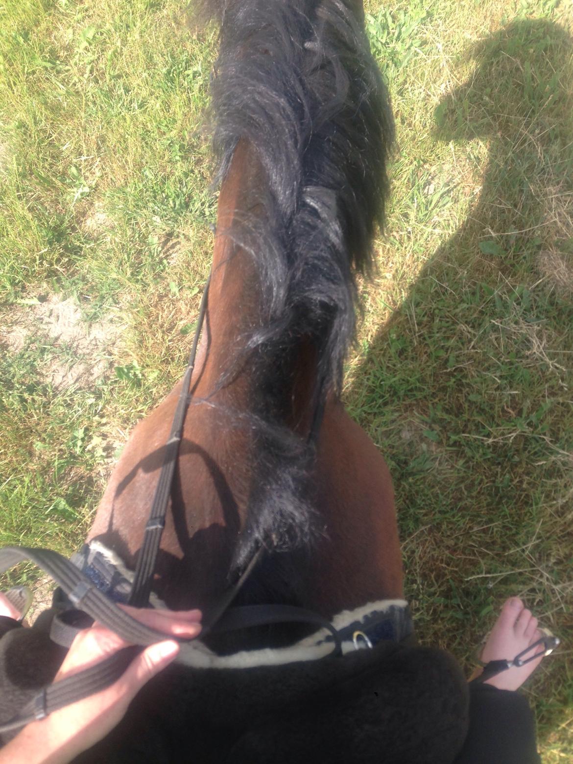 Connemara Perrys Triton (himmelhest) billede 8