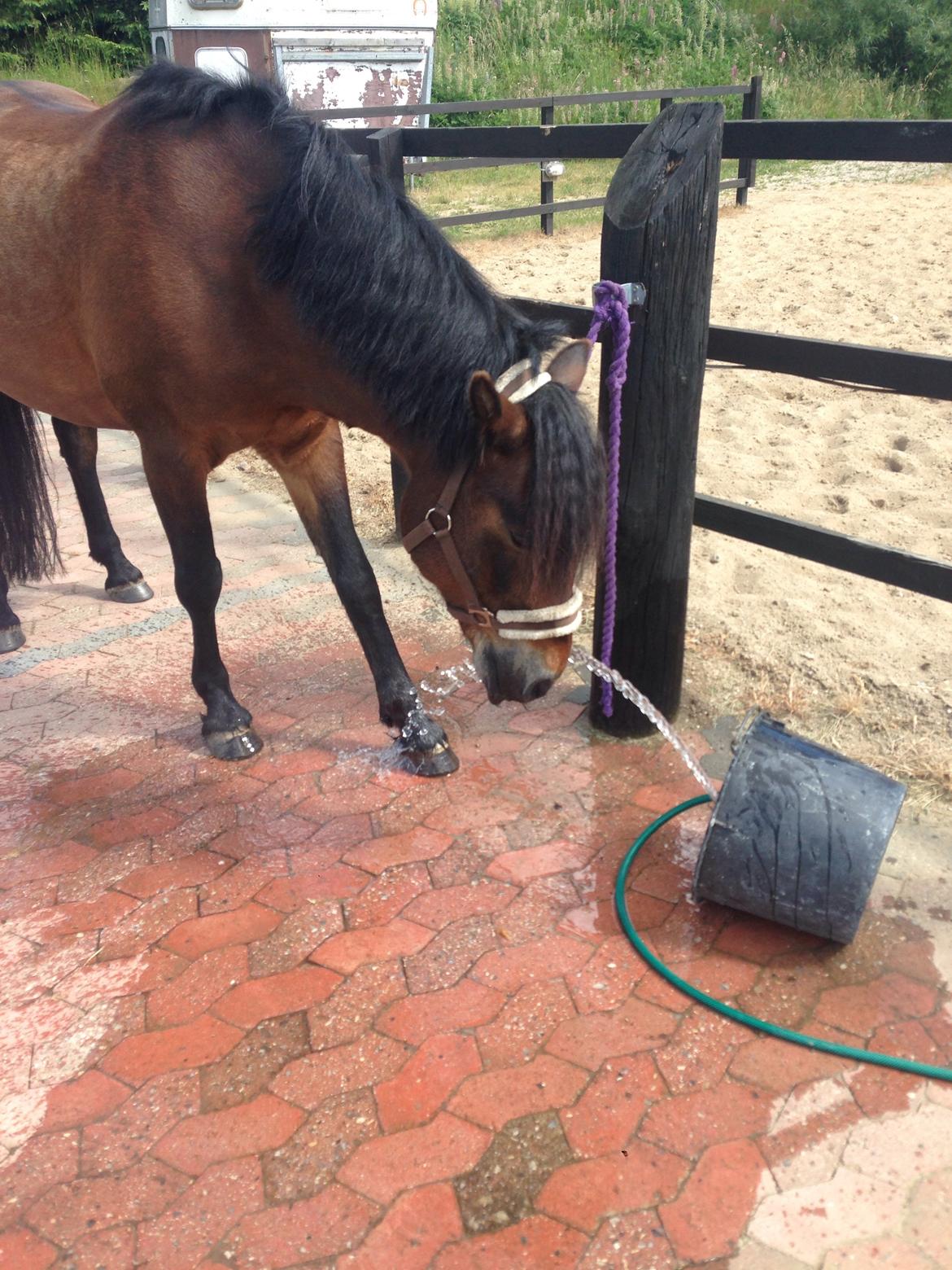 Connemara Perrys Triton (himmelhest) billede 11