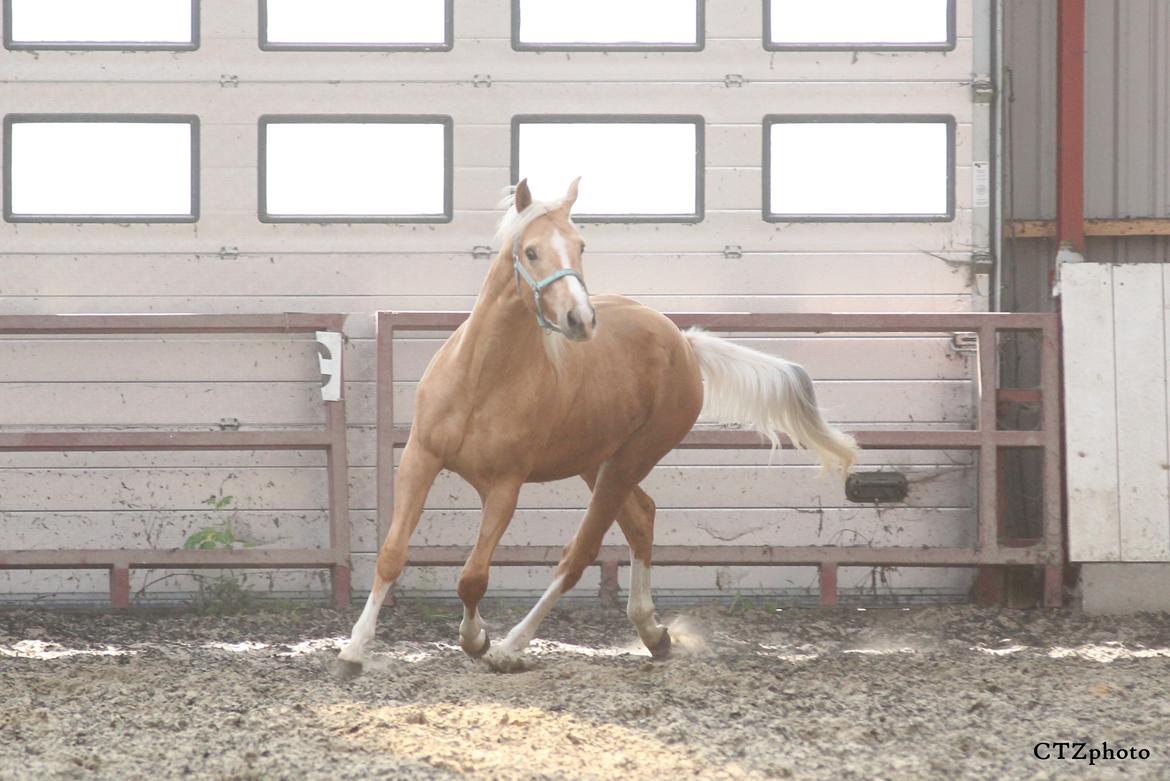 Palomino MOELLEAAENS GOLDEN OHIO billede 2