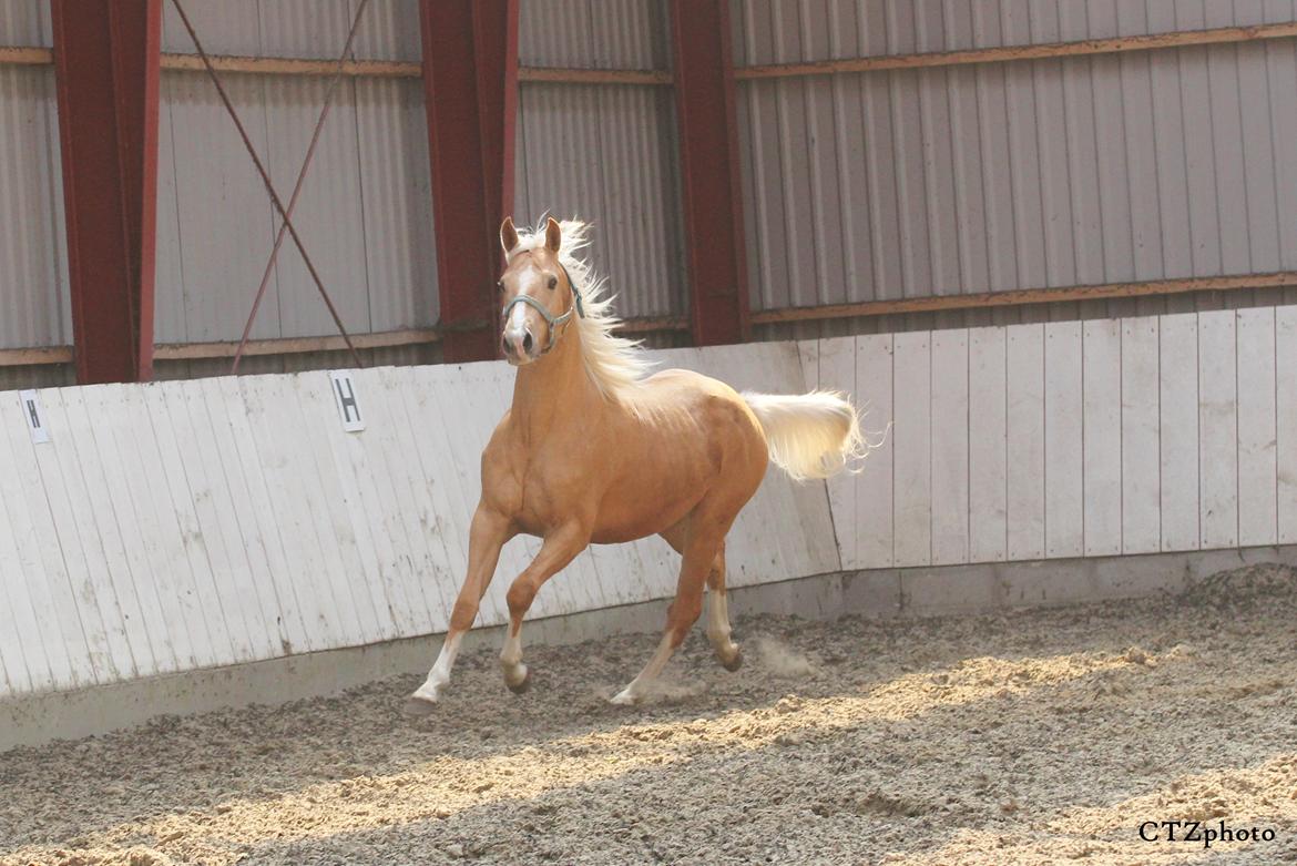 Palomino MOELLEAAENS GOLDEN OHIO billede 1
