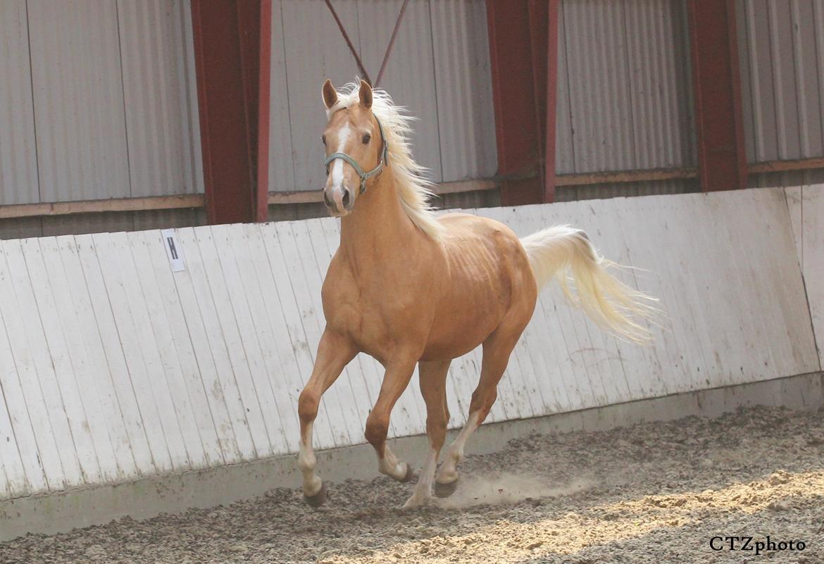 Palomino MOELLEAAENS GOLDEN OHIO billede 3