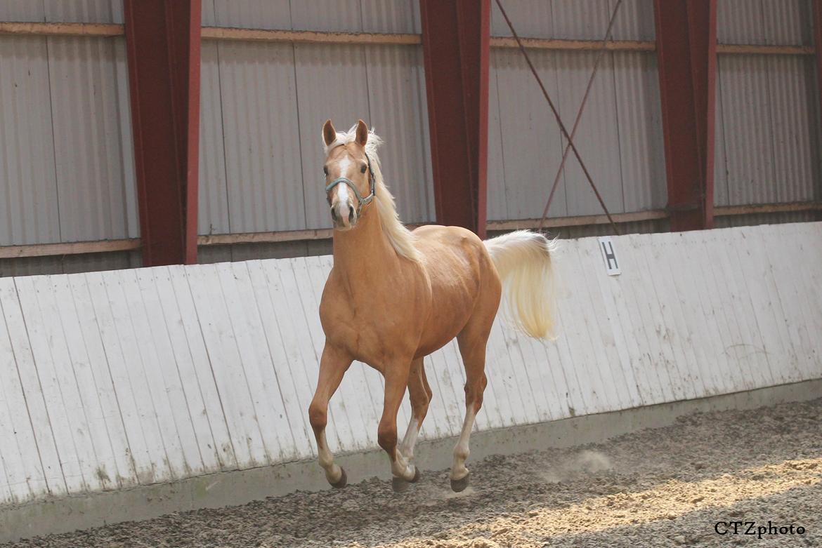 Palomino MOELLEAAENS GOLDEN OHIO billede 4