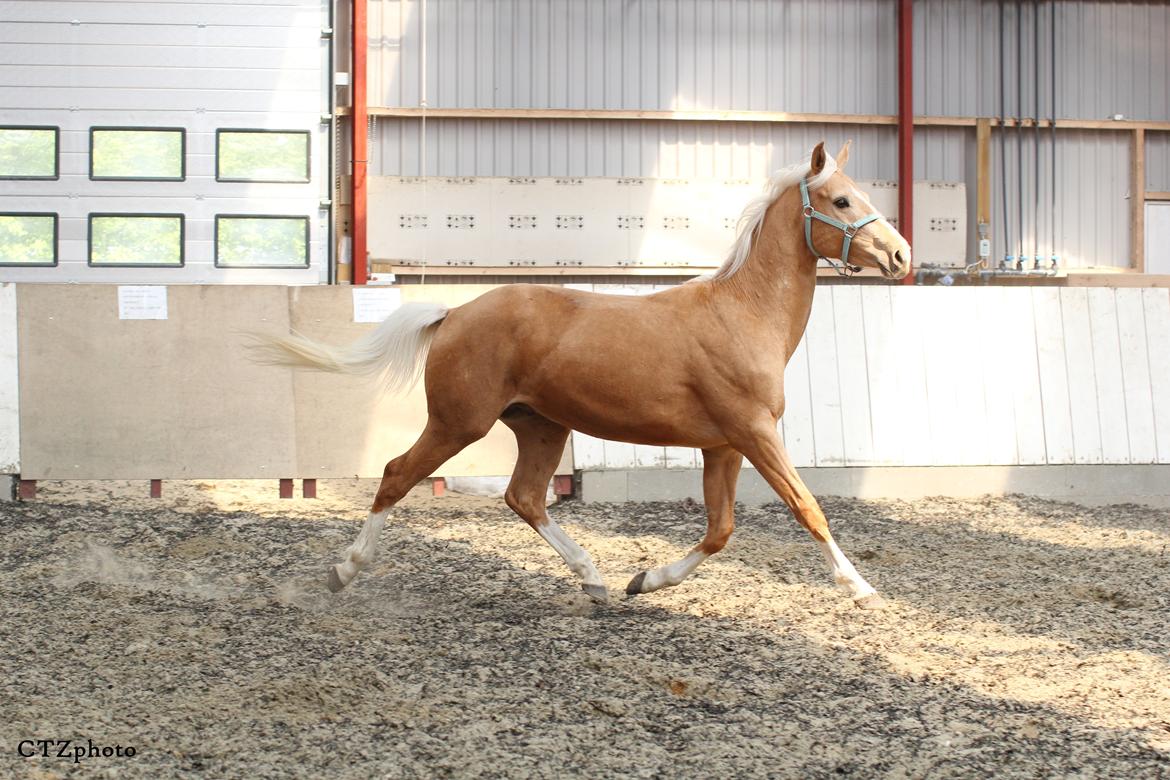 Palomino MOELLEAAENS GOLDEN OHIO billede 5