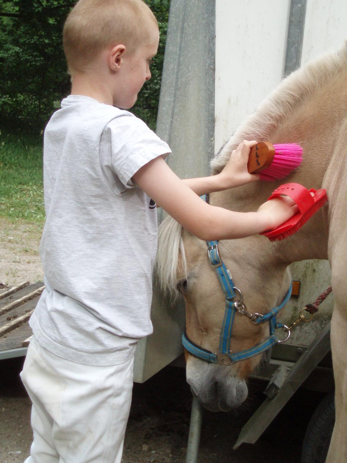 Fjordhest Vrå nikita - Nikita nyder alle gode stunder rigtig hyggeligt med strigletur ved trailer før ridetur 12 Juni 2016 billede 19