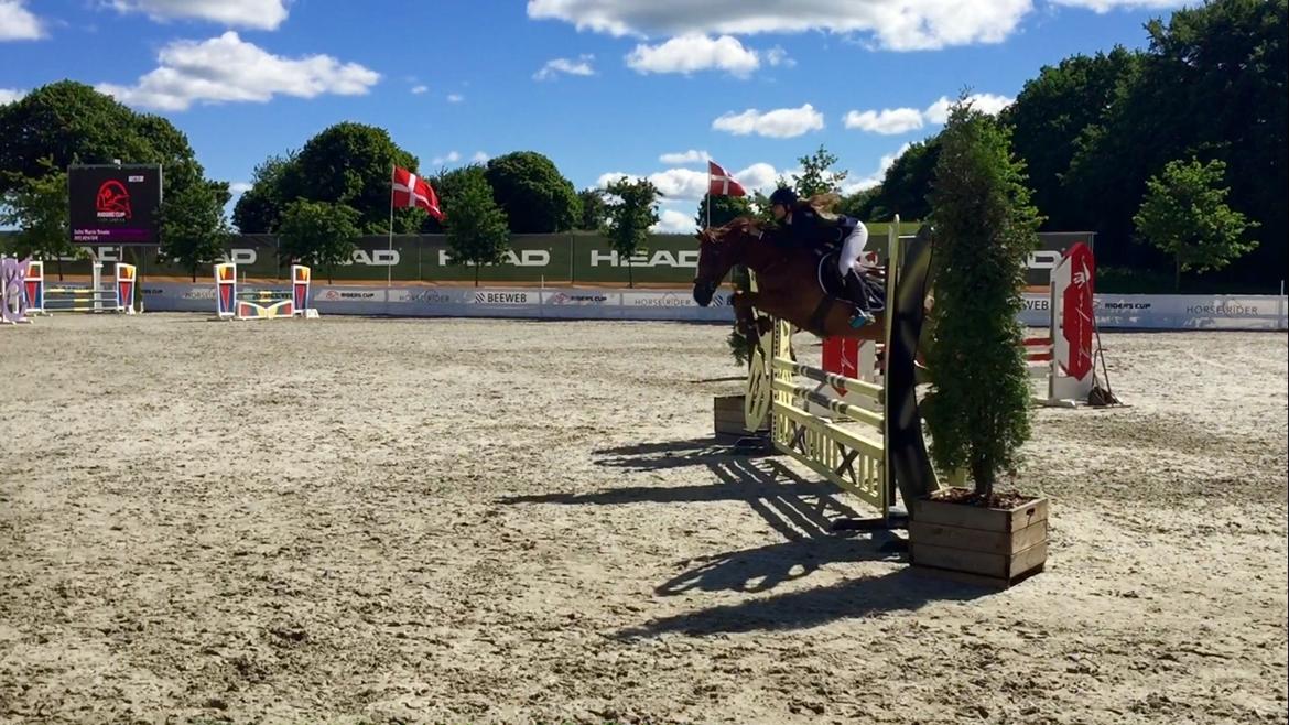 DSP Sylvester (Prinsen)  - Riders Cup 2016 0/0 i LB2* og første uplaceret. Jeg havde aldrig drømt om at sylle ville blive klar til det, med kun med et års stævneerfaring klarede sylle det fantastisk <3 billede 8