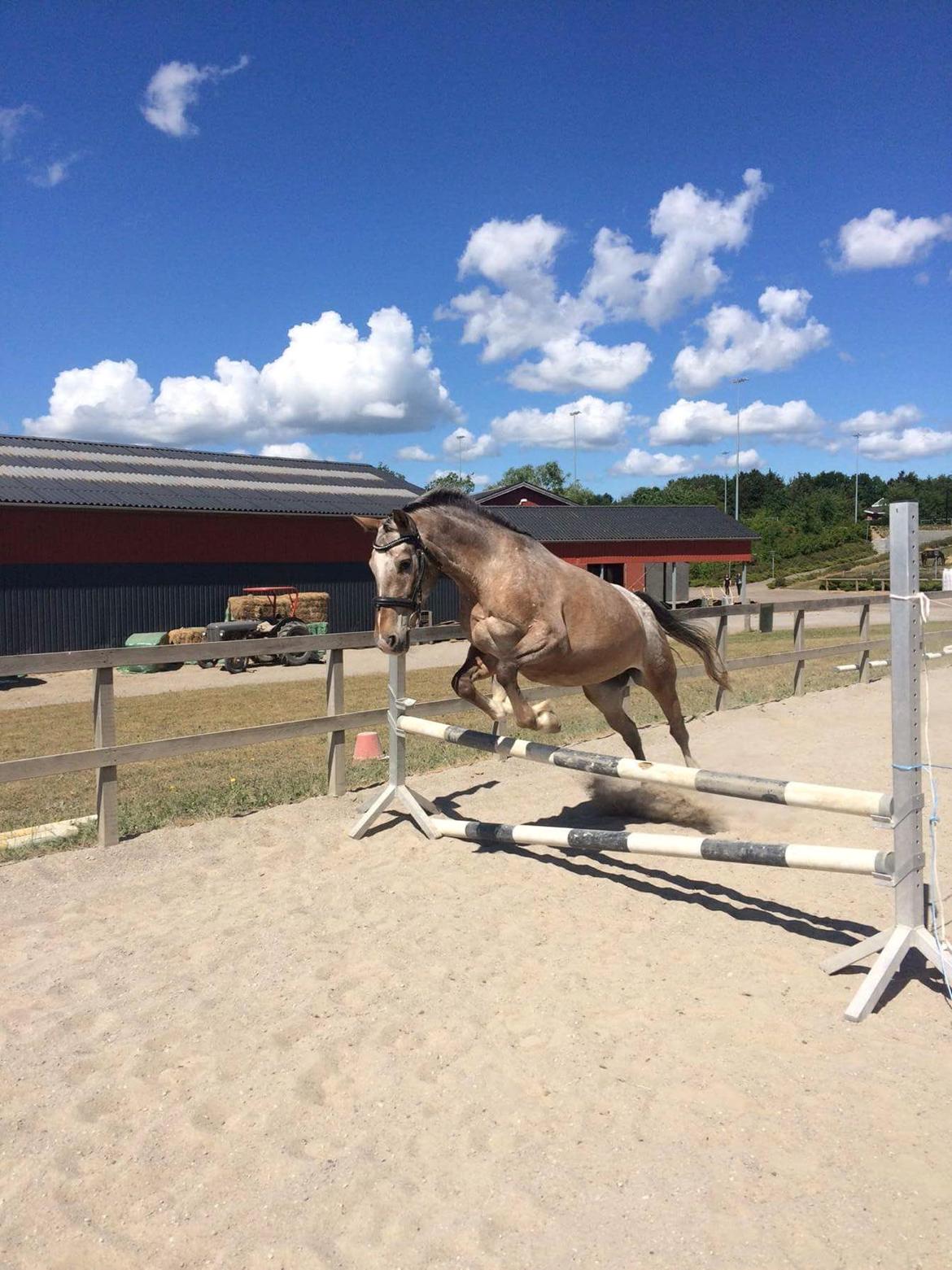 Anden særlig race Placira, Knabstupper blanding billede 15